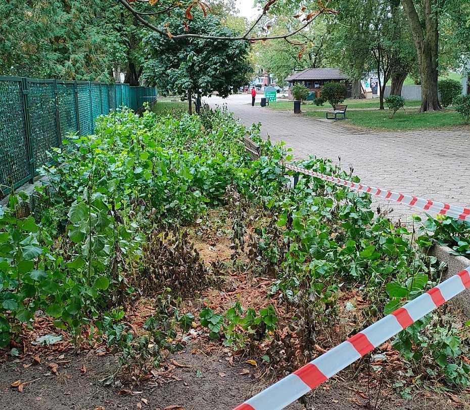 Samozwaczy szeryf "zabysn" na Zatrasiu