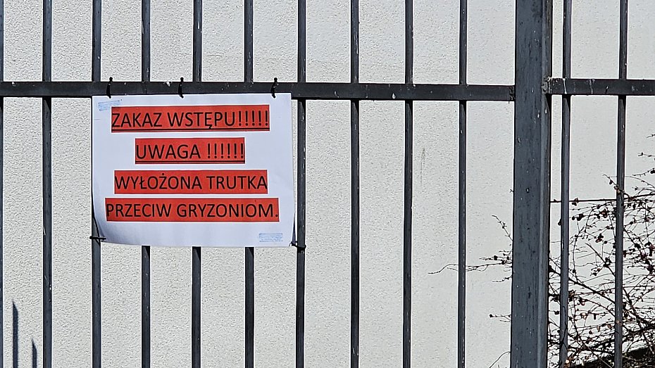 Szczury przy Rydygiera. "Chodzą jak tłuste koty"