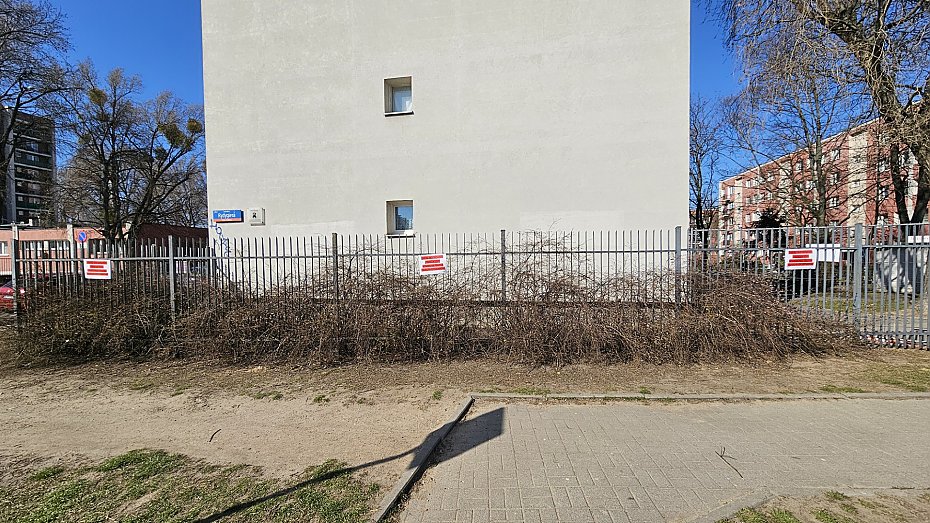Szczury przy Rydygiera. "Chodzą jak tłuste koty"