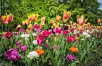 Rzeka kwiatów na Sadach Żoliborskich